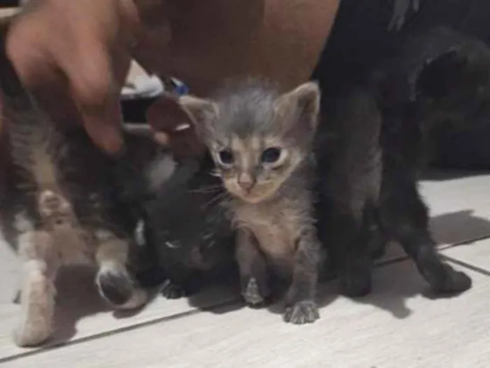 Gato raça SRD-ViraLata idade Abaixo de 2 meses nome sem nome