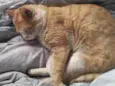 chico