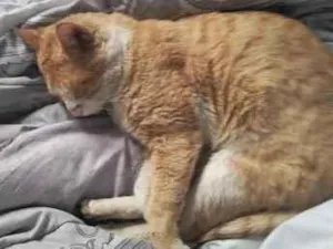 Gato raça SRD-ViraLata idade 3 anos nome chico