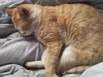 Gato raça SRD-ViraLata idade 3 anos nome chico