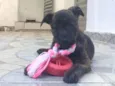 Pompom
