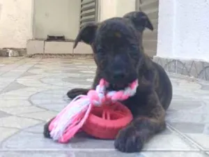 Cachorro raça SRD-ViraLata idade 2 a 6 meses nome Pompom