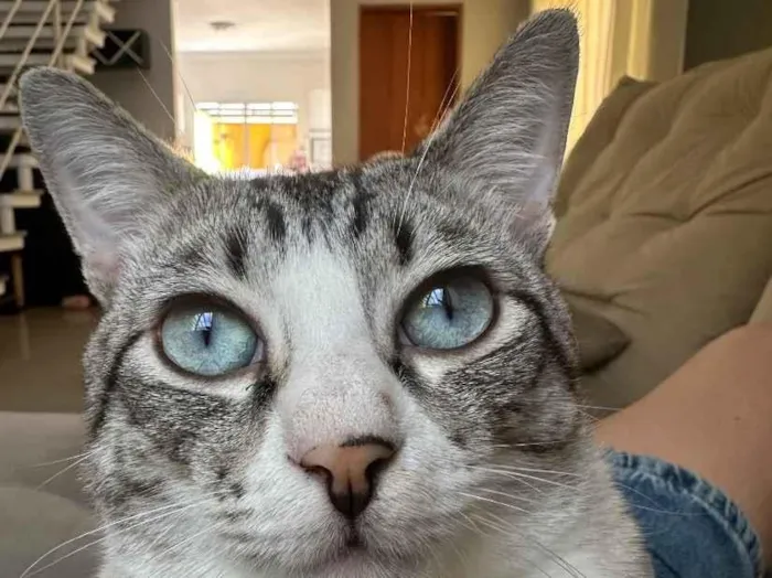 Gato raça SRD-ViraLata idade 2 anos nome Burpee