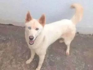 Cachorro raça Cocker idade 2 anos nome Arlequina 