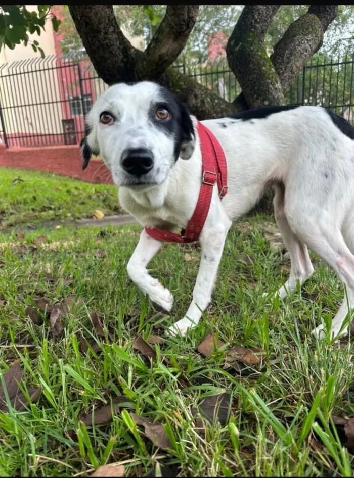 Cachorro raça SRD-ViraLata idade 1 ano nome LUNA