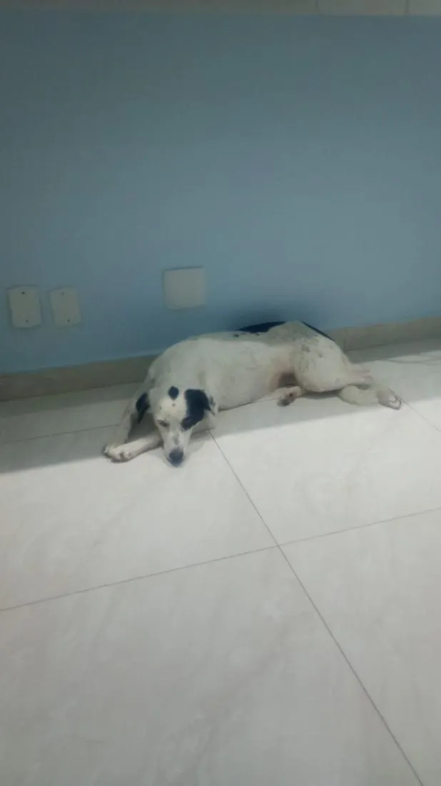Cachorro raça SRD-ViraLata idade 1 ano nome LUNA