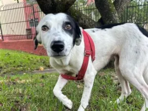 Cachorro raça SRD-ViraLata idade 1 ano nome LUNA