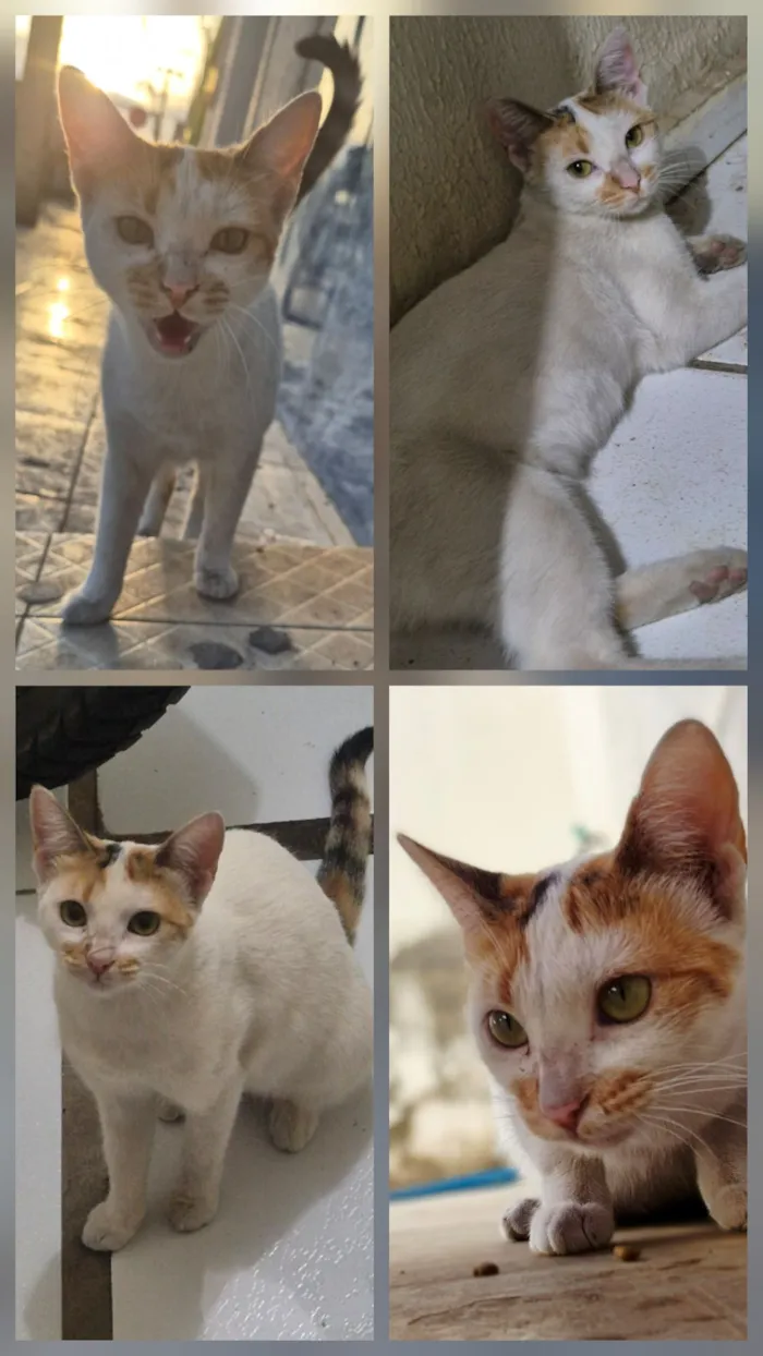 Gato raça SRD-ViraLata idade 1 ano nome Branca