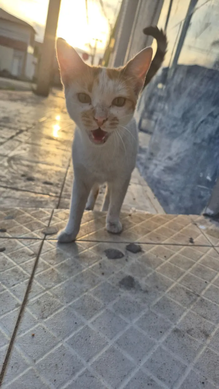 Gato raça SRD-ViraLata idade 1 ano nome Branca