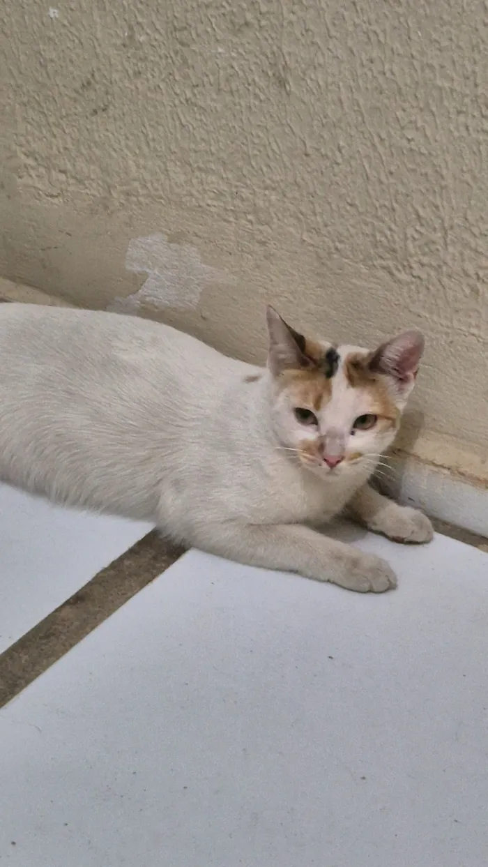 Gato raça SRD-ViraLata idade 1 ano nome Branca
