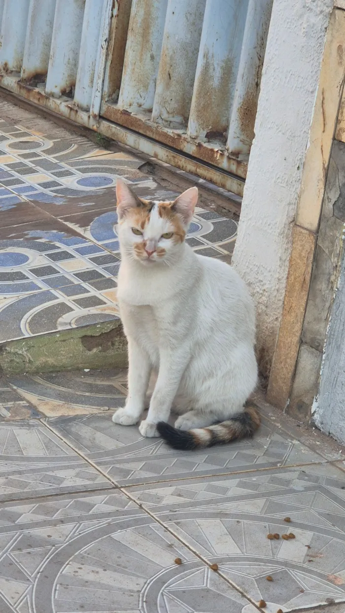 Gato raça SRD-ViraLata idade 1 ano nome Branca