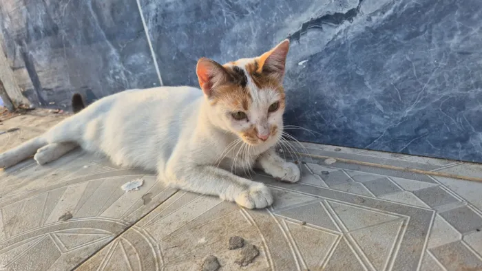 Gato raça SRD-ViraLata idade 1 ano nome Branca
