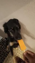 Chico 