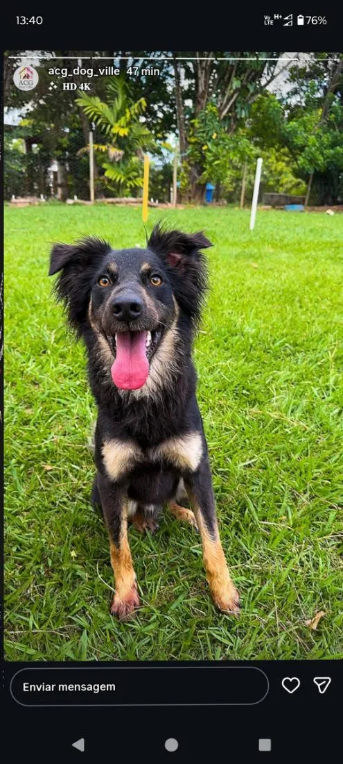 Cachorro raça SRD-ViraLata idade 3 anos nome Chico 
