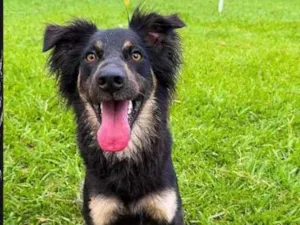 Cachorro raça SRD-ViraLata idade 3 anos nome Chico 