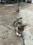 Safira e Angelina 