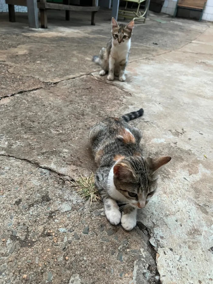 Gato raça SRD-ViraLata idade 2 a 6 meses nome Safira e Angelina 