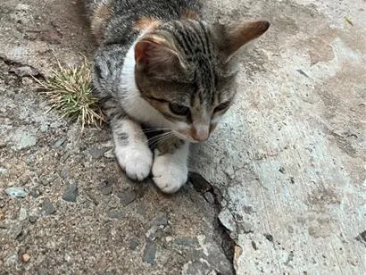 Gato raça SRD-ViraLata idade 2 a 6 meses nome Safira e Angelina 