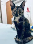 Canela