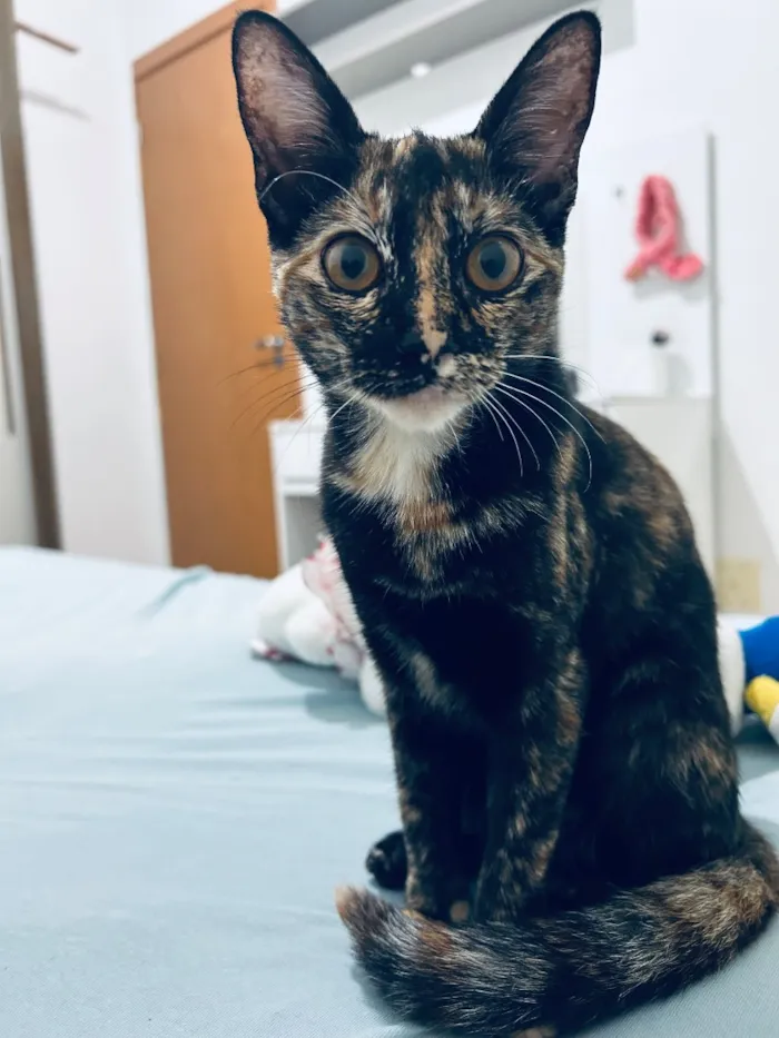 Gato raça SRD-ViraLata idade 1 ano nome Canela