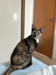 Canela