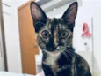 Canela