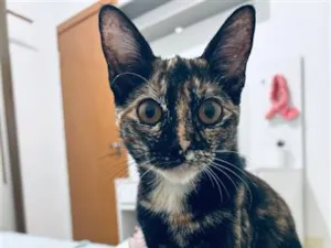 Gato raça SRD-ViraLata idade 1 ano nome Canela