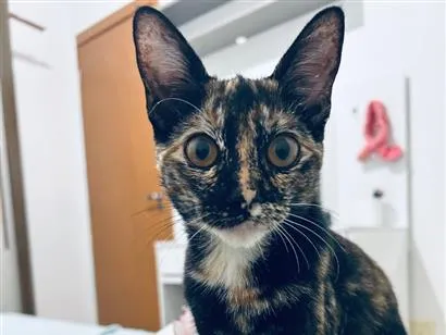 Gato raça SRD-ViraLata idade 1 ano nome Canela