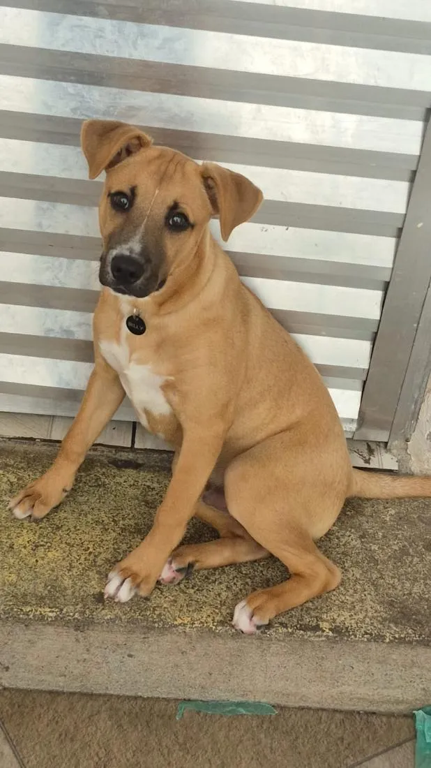 Cachorro raça SRD-ViraLata idade 7 a 11 meses nome Billy 
