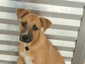 Cachorro raça SRD-ViraLata idade 7 a 11 meses nome Billy 