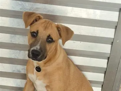 Cachorro raça SRD-ViraLata idade 7 a 11 meses nome Billy 
