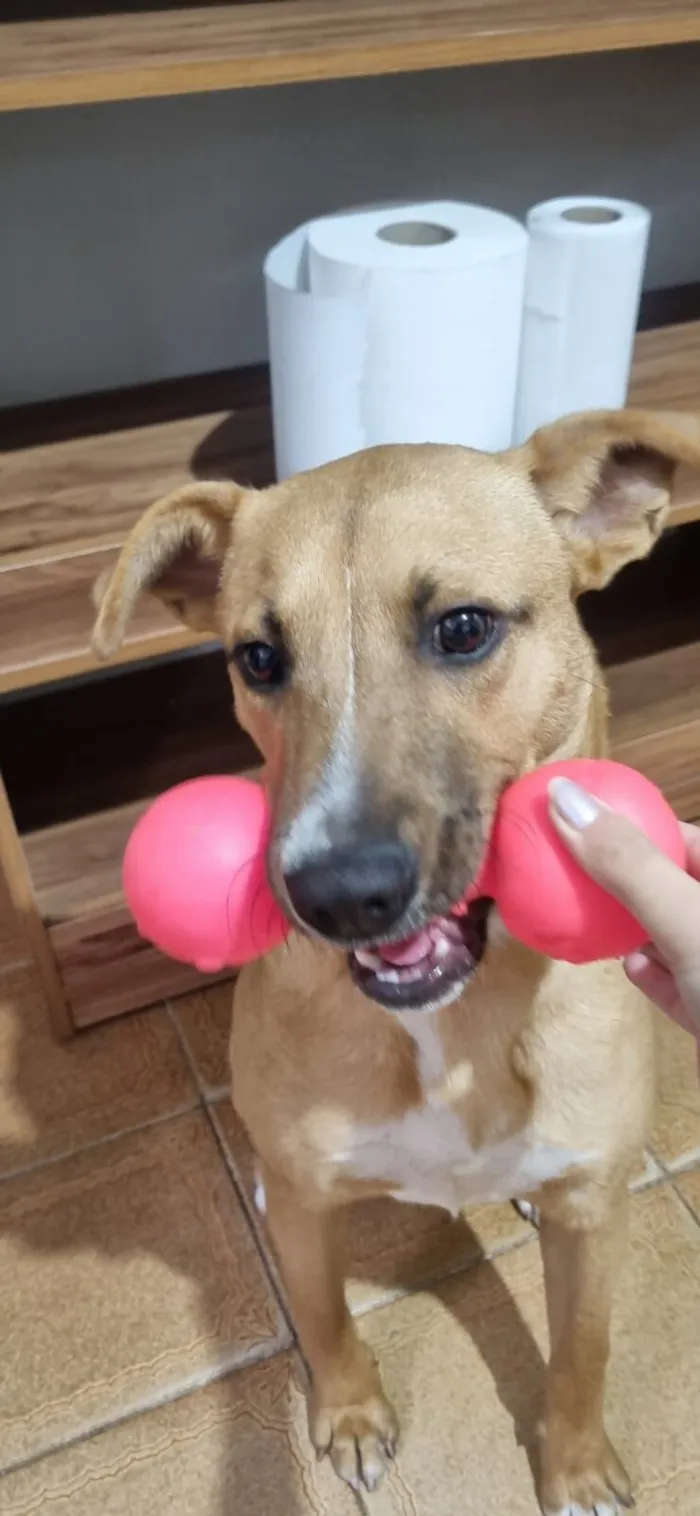 Cachorro raça SRD-ViraLata idade 7 a 11 meses nome Billy 