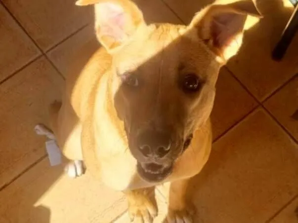 Cachorro raça SRD-ViraLata idade 7 a 11 meses nome Billy 
