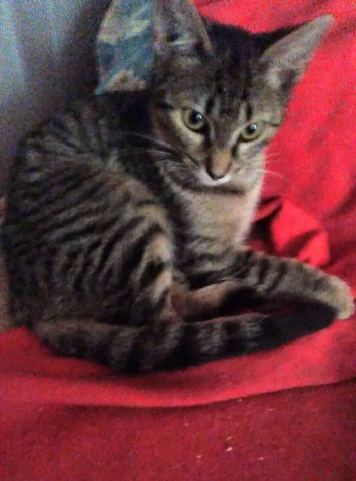 Gato raça SRD-ViraLata idade 2 a 6 meses nome Dengo e Xodó 