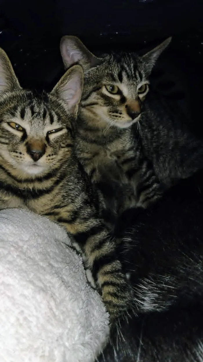 Gato raça SRD-ViraLata idade 2 a 6 meses nome Dengo e Xodó 