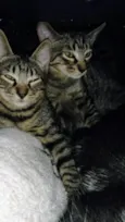 Dengo e Xodó