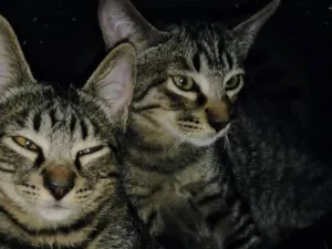 Gato raça SRD-ViraLata idade 2 a 6 meses nome Dengo e Xodó 