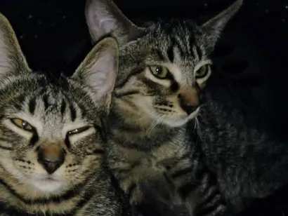 Gato raça SRD-ViraLata idade 2 a 6 meses nome Dengo e Xodó 