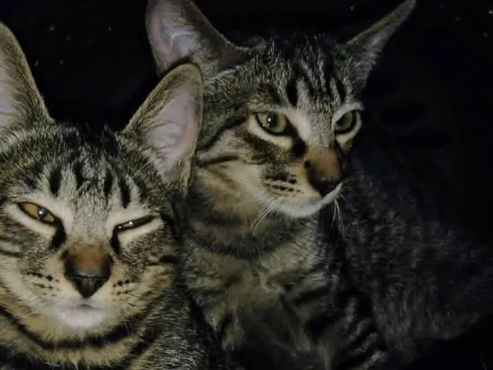 Gato raça SRD-ViraLata idade 2 a 6 meses nome Dengo e Xodó 