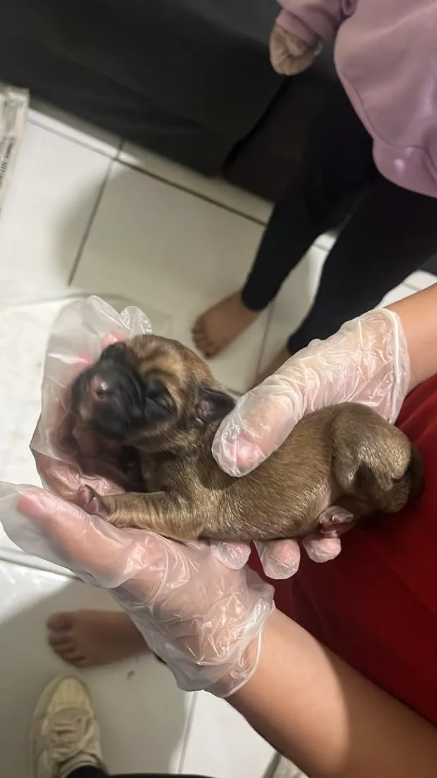 Cachorro raça SRD-ViraLata idade Abaixo de 2 meses nome cloe