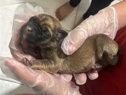 Cachorro raça SRD-ViraLata idade Abaixo de 2 meses nome cloe