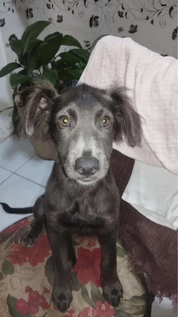 Cachorro raça SRD-ViraLata idade 2 a 6 meses nome Scooby 