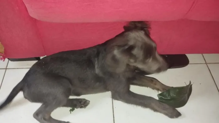 Cachorro raça SRD-ViraLata idade 2 a 6 meses nome Scooby 