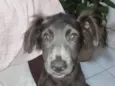 Scooby 