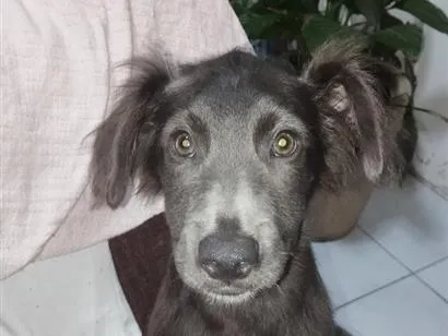 Cachorro raça SRD-ViraLata idade 2 a 6 meses nome Scooby 