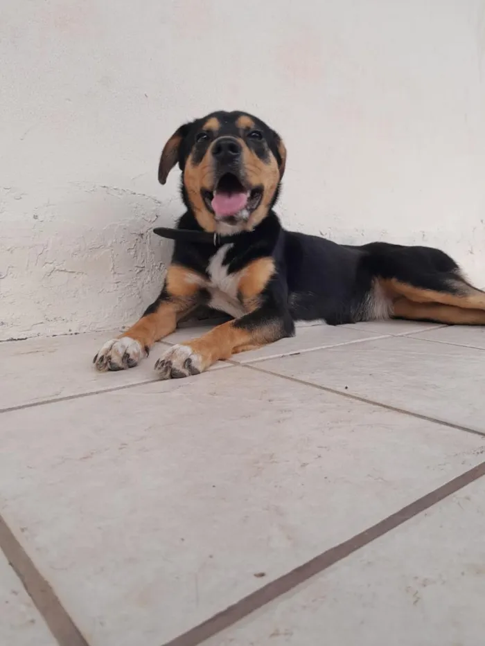 Cachorro raça SRD-ViraLata idade 7 a 11 meses nome Cacau