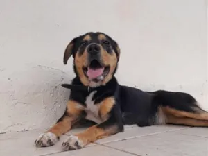 Cachorro raça SRD-ViraLata idade 7 a 11 meses nome Cacau