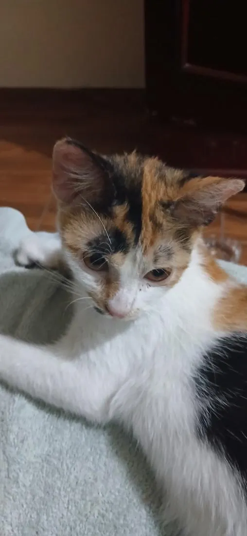 Gato raça SRD-ViraLata idade 2 a 6 meses nome Francisca