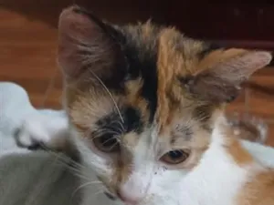 Gato raça SRD-ViraLata idade 2 a 6 meses nome Francisca