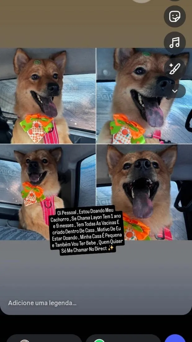 Cachorro raça SRD-ViraLata idade 1 ano nome Layon